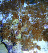 Heteroxenia spec,