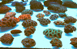 Acanthastrea spec,