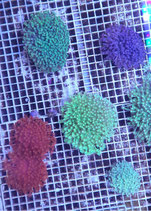 Goniopora spec, Margeritenkoralle