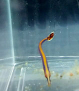 Doryrhamphus melanopleura, indonesische Blaustreifenseenadel