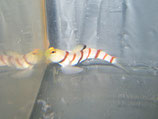 Stonogobiops dracula, Dracula Fadengrundel