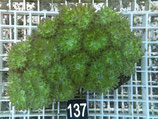 Duncanopsammia axifuga (137)