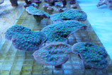 Echinopora lamellosa, Echinopora