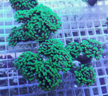 Euphyllia paraancora, Hammerkorallen