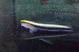 Elacatinus evelynae, Hainasen-Putzgrundel