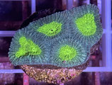 Favia / Favites spec