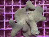 Porites cylindrica, Porites