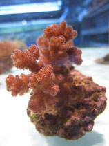 Pocillopora damicornis, Buschkoralle