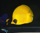 Chaetodon semilarvatus, Masken-Falterfisch