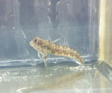 Scartella cristata, Molly Miller Blenny