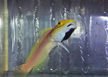 Valenciennea bella, Bella-Baggergrundel