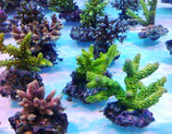 Acropora spec, Geweihkoralle
