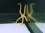 Ophiarachna incrassata + spec, Schlangenstern