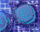 Cyphastrea spec
