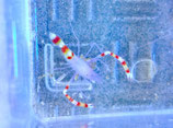 Stenopus tenuirostris, blaue Scherengarnele