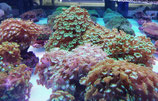 Alveopora spec, Margeritenkoralle