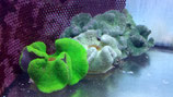 Stichodactyla haddoni, Teppichanemone