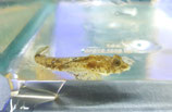 Callionymus enneactis, Mosaik-Leierfisch