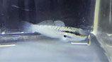 Amblygobius stethophthalmus, gelbliche Sandgrundel