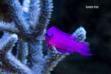 Pseudochromis fridmani, Fridmanns Zwergbarsch