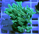 Seriatopora spec, Buschkoralle