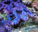 Tridacna squamosa, Mördermuschel