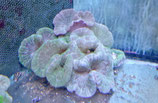 Stichodactyla haddoni, Teppichanemone
