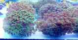Goniopora spec, Margeritenkoralle