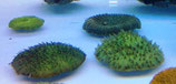 Fungia spec, Pilzkoralle
