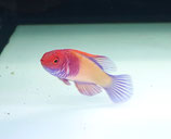 Cirrhilabrus rubrisquamis, Malediven-Lippfisch