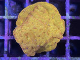 Leptoseris spec,
