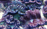 Tridacna maxima, Mördermuschel