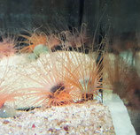 Cerianthus spec, Zylinderrose