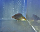 Gomphosus caeruleus, Schnabellippfisch