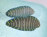 Bothus spec / pantherhines, Flunder