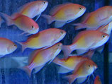 Pseudanthias kashiwae, Tricolor Fahnenbarsch