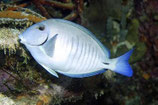 Acanthurus chirurgus, Streifen-Doktorfisch