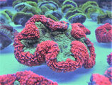 Lobophyllia spec, Hirnkoralle
