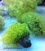 Euphyllia yaeyamaensis / divisa / paradivisa, Froschlaich-Koralle