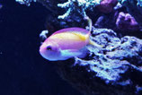 Nemanthias carberryi, Faden-Fahnenbarsch