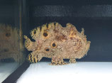 Antennarius hispidus, Zottiger Anglerfisch