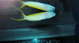 Meiacanthus atrodorsalis, Augenstreif-Schleimfisch