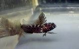 Emblemaria pandionis, Segelflossen-Schleimfisch