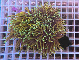 Euphyllia glabrescens, Euphyllia