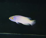 Cirrhilabrus rhomboidalis, Lanzett-Zwerglippfisch