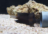 Ecsenius namiyei, schwarzer Blenni