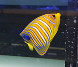 Pygoplites diacanthus, Pfauenkaiser
