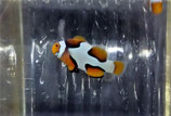 Amphiprion, Designer-Clownfische NZ