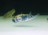 Diodon eydouxii, Igelfisch