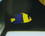 Centropyge bicolor, blaugelber Zwergkaiser